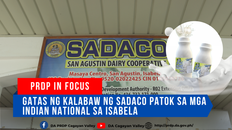 Gatas ng kalabaw ng SADACO patok sa mga Indian national sa Isabela